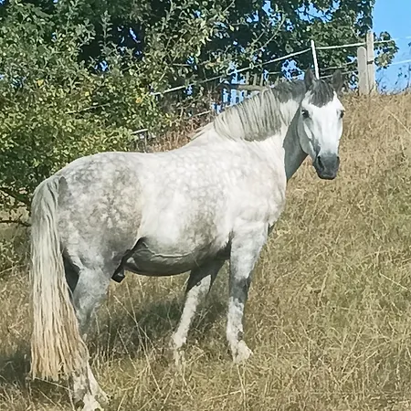 Birkenhof Appartement *