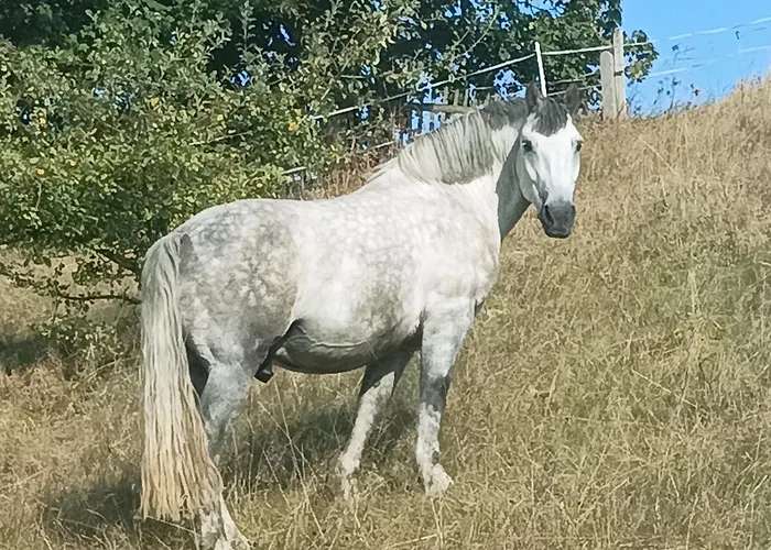 Birkenhof Appartement *